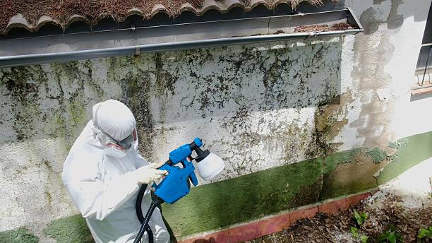 Trusted Black Mold Removal service in Jordan, NY - Cheap Mold Removal